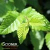 FRANS FONTAINE COLUMNAR EUROPEAN HORNBEAM -plant sale shop DETA 4789