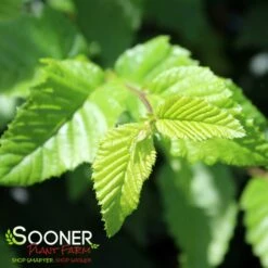 FRANS FONTAINE COLUMNAR EUROPEAN HORNBEAM