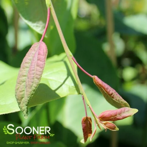 WEEPING KATSURA TREE 7 WEEPING KATSURA TREE -plant sale shop DETA 4791