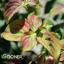 SATOMI KOUSA DOGWOOD