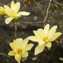GOLD STAR PYRAMIDAL MAGNOLIA