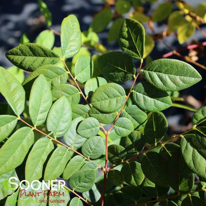 KENTUCKY COFFEETREE 3 KENTUCKY COFFEETREE