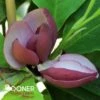 TINKERBELLE MAGNOLIA -plant sale shop DETA 4801