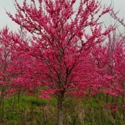 TENNESSEE PINK REDBUD 9 TENNESSEE PINK REDBUD -plant sale shop DETA 4802