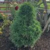 GREEN PENGUIN SCOTS PINE -plant sale shop DETA 4863