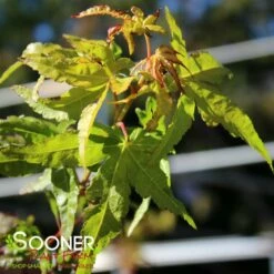 CORALLINUM UPRIGHT JAPANESE MAPLE