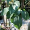 EMERALD SUNSHINE® ELM -plant sale shop DETA 4907