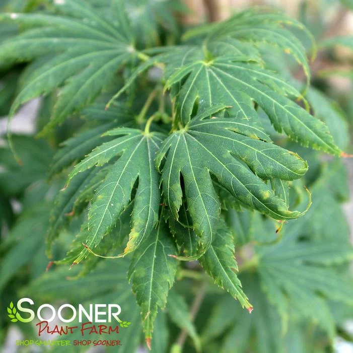 GREEN ELF DWARF UPRIGHT JAPANESE MAPLE 4 GREEN ELF DWARF UPRIGHT JAPANESE MAPLE - Image 2