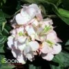 KIMONO™ HYDRANGEA -plant sale shop DETA 5033