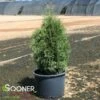 SLENDER GIANT™ ARBORVITAE -plant sale shop DETA 5044