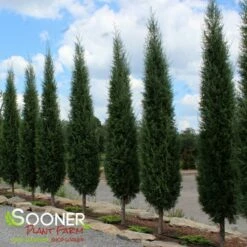 TAYLOR JUNIPER - FORMAL STYLE -plant sale shop DETA 5085