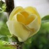 YELLOW BIRD MAGNOLIA -plant sale shop DETA 5086