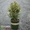 VARIEGATED ENGLISH BOXWOOD 1 VARIEGATED ENGLISH BOXWOOD -plant sale shop DETA 5149