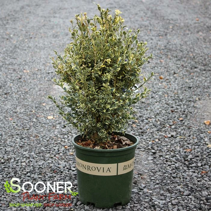 VARIEGATED ENGLISH BOXWOOD 3 VARIEGATED ENGLISH BOXWOOD