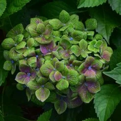 FROGGIE™ HYDRANGEA -plant sale shop DETA 5182