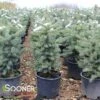 COLORADO BLUE SPRUCE -plant sale shop DETA 5186