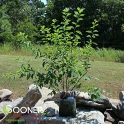 PRINCESS DIANA SERVICEBERRY 7 PRINCESS DIANA SERVICEBERRY -plant sale shop DETA 5220