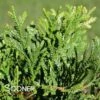 DWARF DEERHORN CEDAR -plant sale shop DETA 5233