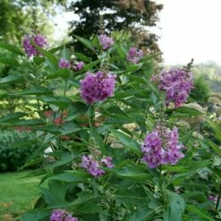 EL NIÑO™ CHITALPA 7 EL NIÑO™ CHITALPA -plant sale shop DETA 5268