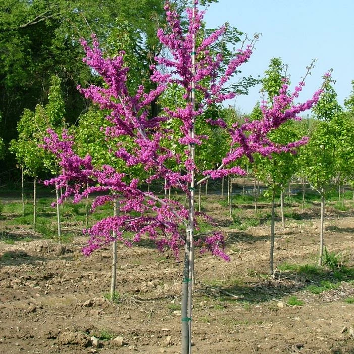 LUSCIOUS LAVENDER™ REDBUD 3 LUSCIOUS LAVENDER™ REDBUD