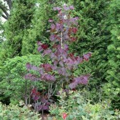MIDNIGHT EXPRESS® REDBUD 11 MIDNIGHT EXPRESS® REDBUD -plant sale shop DETA 5287