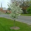 SWEET SUGAR TYME® CRABAPPLE -plant sale shop DETA 5288