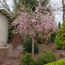 PINK SNOW SHOWERS™ WEEPING CHERRY 9 PINK SNOW SHOWERS™ WEEPING CHERRY -plant sale shop DETA 5289