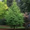 JADE PRINCE® DAWN REDWOOD -plant sale shop DETA 5299