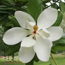 SOUTHERN MAGNOLIA -plant sale shop DETA 53