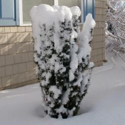 STONEHENGE SKINNY® YEW