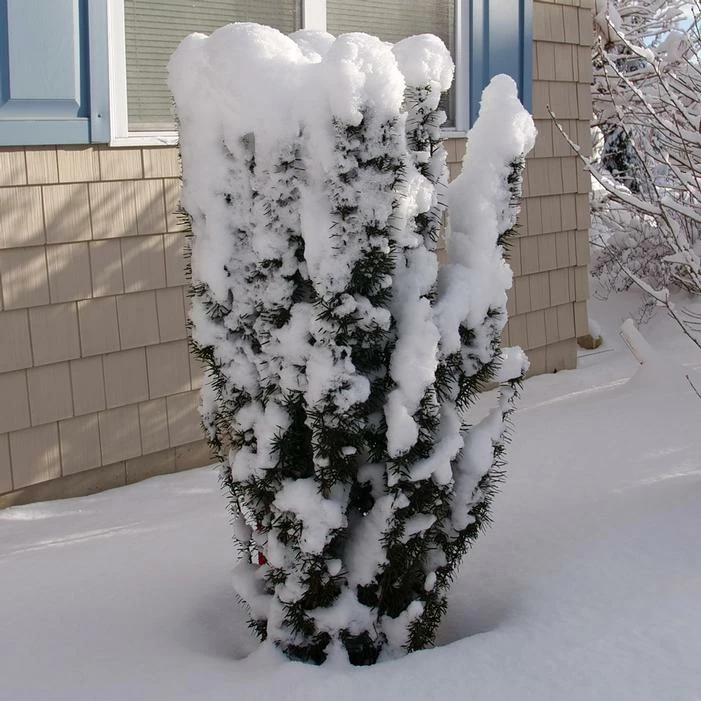 STONEHENGE SKINNY® YEW 3 STONEHENGE SKINNY® YEW