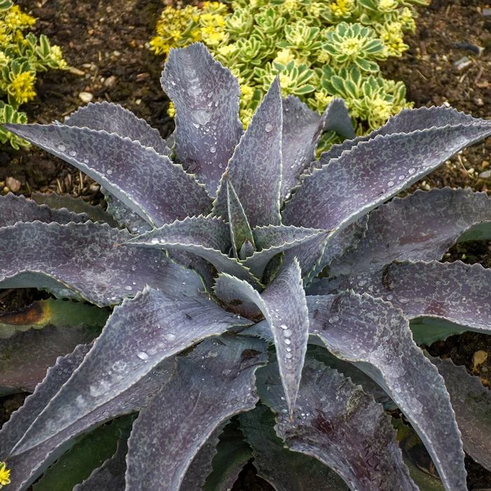 MAD ABOUT MANGAVE® MAYAN QUEEN MANGAVE 3 MAD ABOUT MANGAVE® MAYAN QUEEN MANGAVE