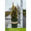 GOLDEN IRISH YEW -plant sale shop DETA 5350