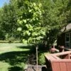 SNOWCAP™ JAPANESE TREE LILAC -plant sale shop DETA 5353