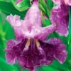 SWEET BUBBA SEEDLESS DESERT WILLOW -plant sale shop DETA 5354