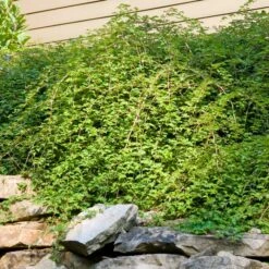 CRISPA LACE SHRUB -plant sale shop DETA 5359