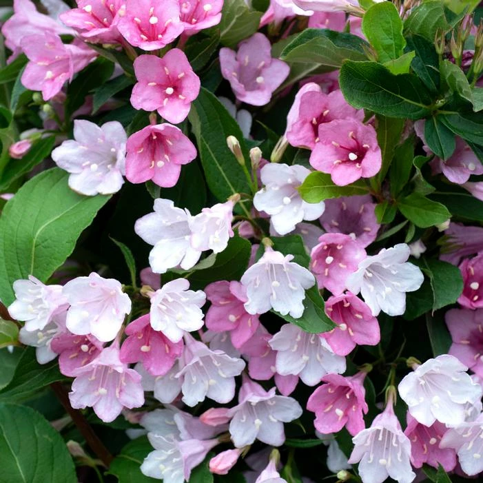 TOWERS OF FLOWERS® APPLE BLOSSOM WEIGELA 3 TOWERS OF FLOWERS® APPLE BLOSSOM WEIGELA