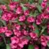 TOWERS OF FLOWERS® CHERRY WEIGELA -plant sale shop DETA 5395