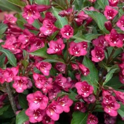 TOWERS OF FLOWERSĀ® CHERRY WEIGELA