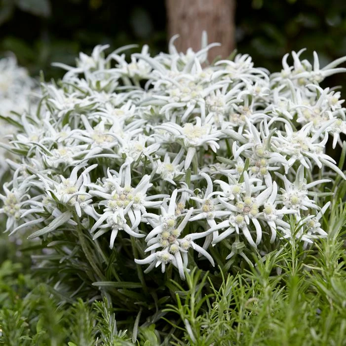EDELWEISS 3 EDELWEISS