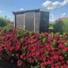 MAGICAL® EVERLASTING CRIMSON HYDRANGEA -plant sale shop DETA 5423