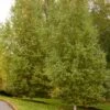 DAKOTA PINNACLE® BIRCH -plant sale shop DETA 5426