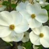EDDIE'S WHITE WONDER DOGWOOD 1 EDDIE'S WHITE WONDER DOGWOOD -plant sale shop DETA 5432