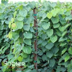 GREEN MACHINE WEEPING REDBUD -plant sale shop DETA 5449