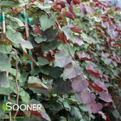 PURPLE RAIN WEEPING REDBUD -plant sale shop DETA 5450