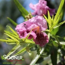 BUBBA JONES DESERT WILLOW