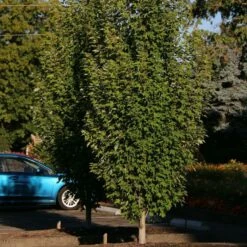 ARMSTRONG GOLD® MAPLE -plant sale shop DETA 5466