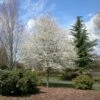 SPRING FLURRY® SERVICEBERRY -plant sale shop DETA 5469