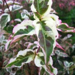 SUMMER FUN KOUSA DOGWOOD