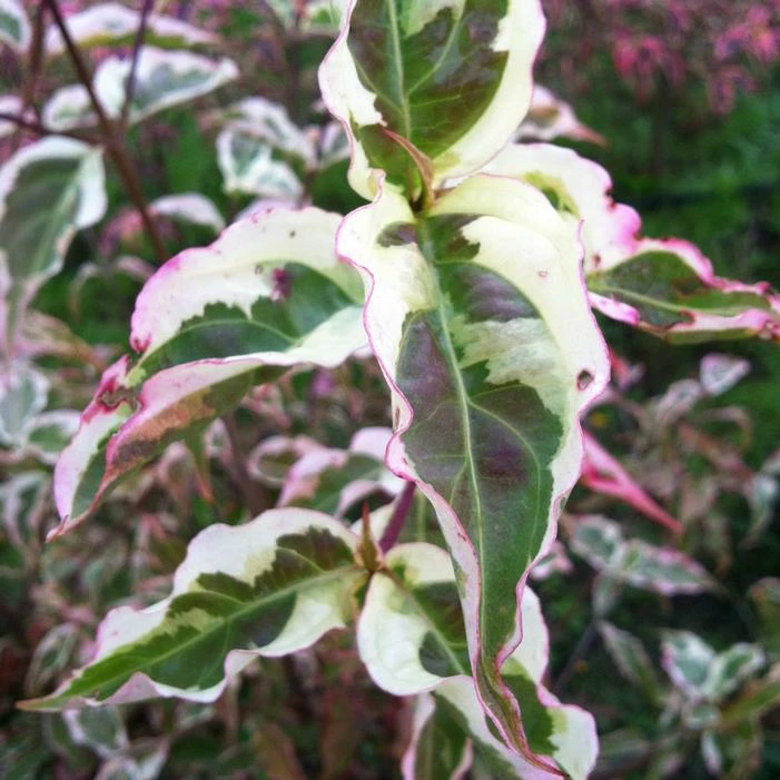 SUMMER FUN KOUSA DOGWOOD 3 SUMMER FUN KOUSA DOGWOOD